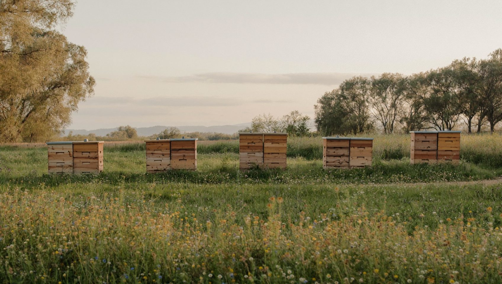 The Apiary